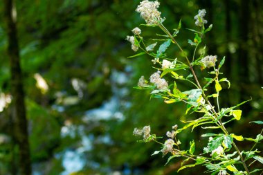 Ars şelalesi, Fransa 'nın güneybatısındaki Arige bölgesinde yer alan doğal bir şelaledir..