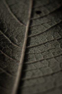 doku arka yüzüne bir yaprak