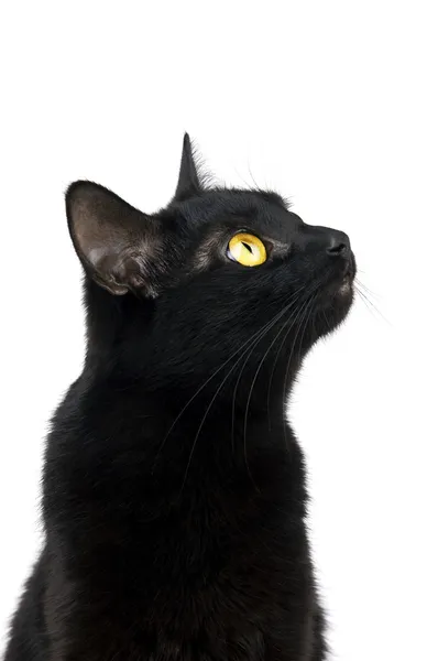 Schwarze Katze — Stockfoto