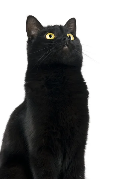 Black cat — Stock Photo, Image