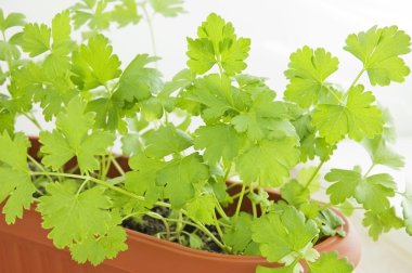 tencerede pencere üzerine maydanoz