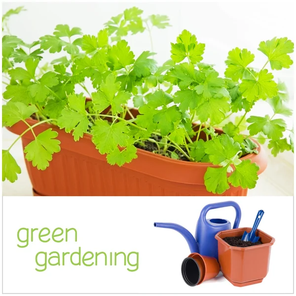 Jardinagem verde — Fotografia de Stock