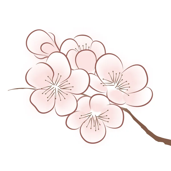 Flor de cerezo de primavera — Vector de stock