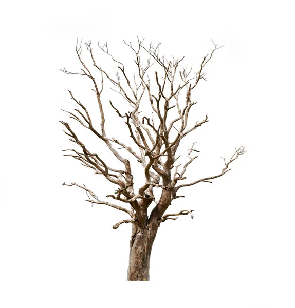 Martwe Drzewo Odizolowane Białym Tle — Zdjęcie stockowe