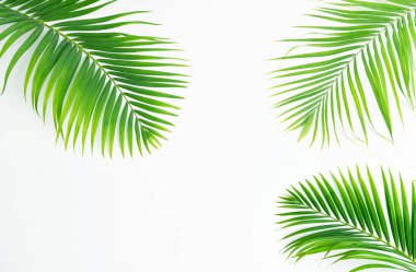 Beyaz arkaplanda palmiye yaprakları izole.