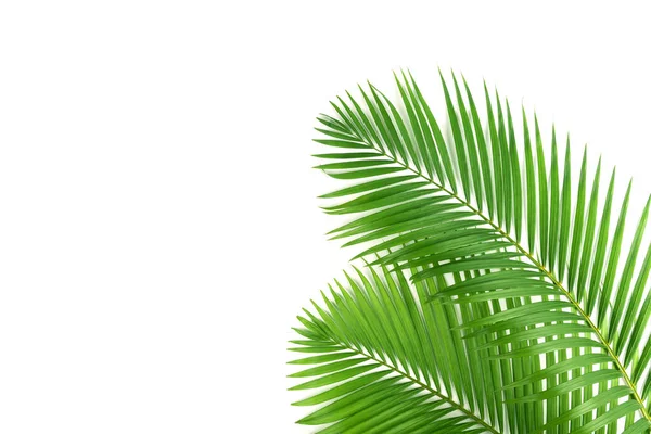 Свежие Пальмовые Листья Изолированы Белом Фоне — стоковое фото