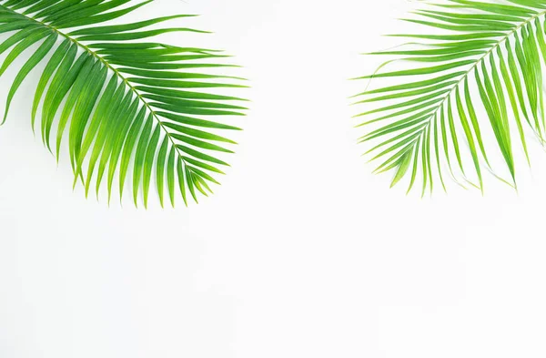 Зеленые Листья Пальмы Изолированы Белом Фоне — стоковое фото