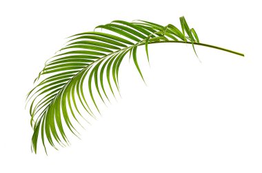 Beyaz arkaplanda palmiye yaprakları izole.