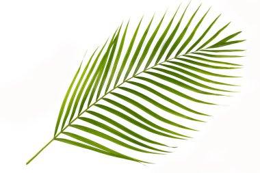 Beyaz arkaplanda taze palmiye yaprakları izole