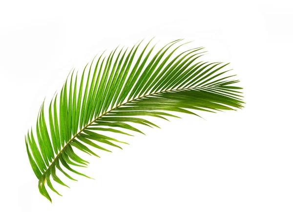 Fresh Palm Leaves Isolated White Background — Stock Photo, Image