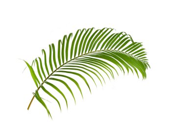 Beyaz arkaplanda palmiye yaprakları izole.