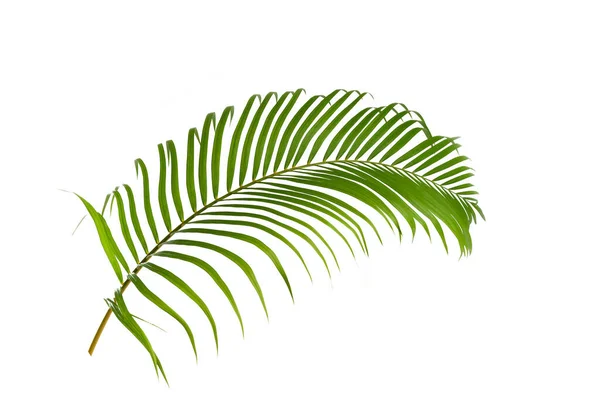 Пальмовые Листья Белом Фоне — стоковое фото