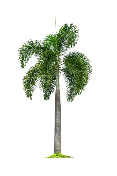 Beyaz arkaplanda izole edilmiş palmiye ağacı