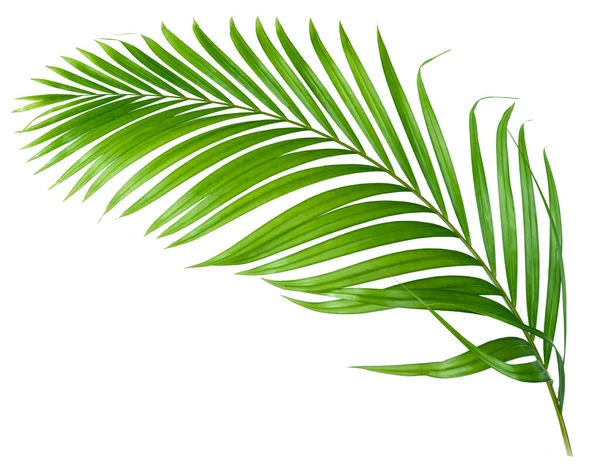 Verse Palmbladeren Geïsoleerd Witte Achtergrond — Stockfoto