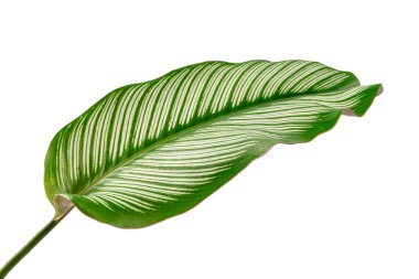 Calathea ornata yaprakları beyaz arka planda yalıtılmış. Tropik yapraklar.