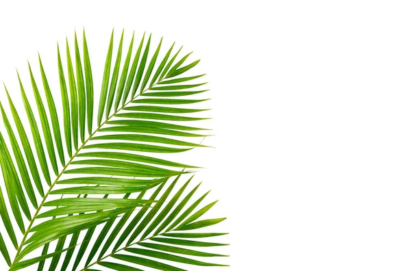 Fresh Palm Leaves Isolated White Background — Stock Photo, Image