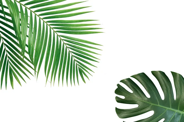 Beyaz arka planda tropik palmiye izinleri ve canavar izinleri
