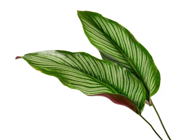 熱帯の葉 Calatha Orataは白い背景に隔離された葉 — ストック写真