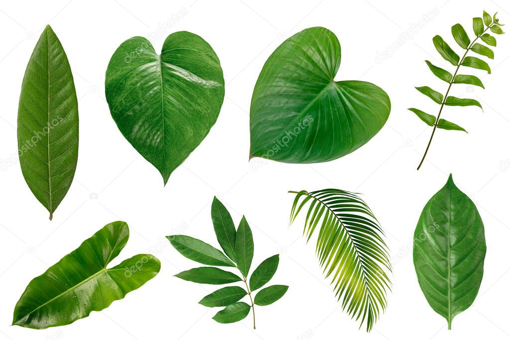 Set of tropical green leave isolated on white background