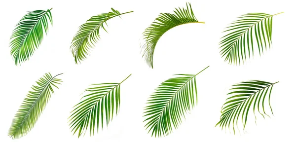 Set Fresh Palm Leaves Isolated White Background — 图库照片