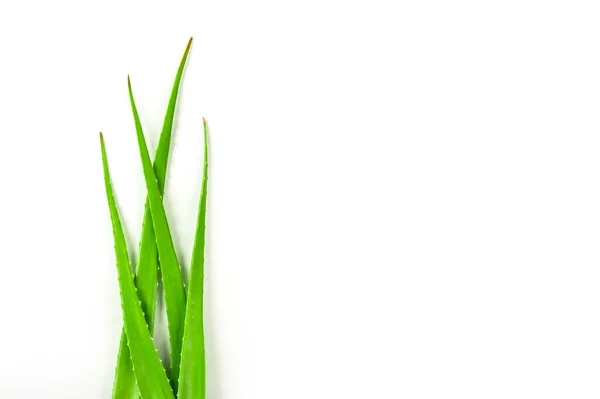 Planta Fresca Aloe Vera Aislada Sobre Fondo Blanco —  Fotos de Stock