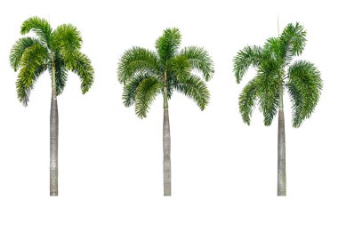 Beyaz arkaplanda izole edilmiş palmiye ağacı koleksiyonu