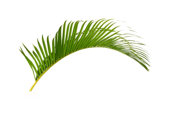 Green Leaves Palm Isolated White Background Tropical Leave — 图库照片