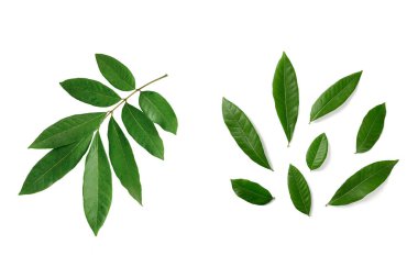 Tropik yeşil izin, yağmur ormanı izinleri beyaz arka planda izole edilmiş