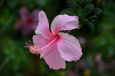 Bulanık arkaplanda pembe amber çiçeğini kapat