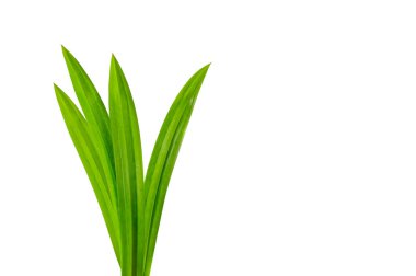 Taze Pandan yaprakları beyaz arkaplanda izole