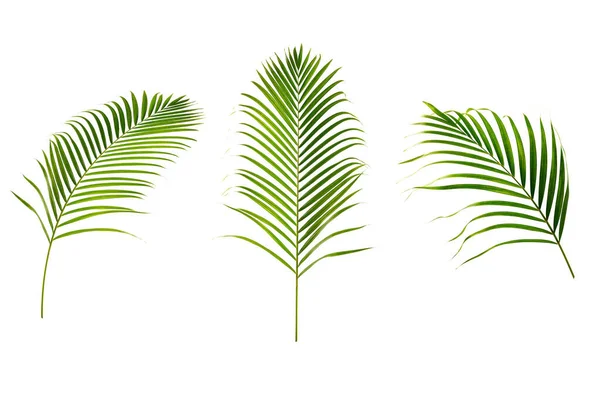 Set Van Groene Palmbladeren Geïsoleerd Witte Achtergrond Tropisch Verlof — Stockfoto