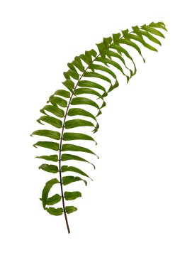 Yeşil Boston eğreltiotu izni, Nephrolepis, beyaz arka planda izole edilmiş yağmur ormanlarını yüceltiyor