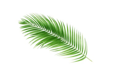 Beyaz arka planda izole edilmiş yeşil palmiye yaprakları.