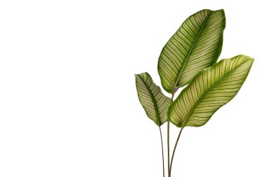 Calathea ornata yaprakları beyaz arka planda yalıtılmış. Tropik yapraklar.