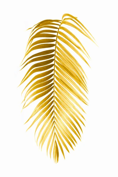 Золоті Тропічні Листя Долоні Ізольовані Білому Тлі — стокове фото