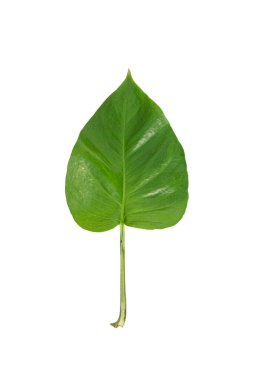 Beyaz zemin üzerinde izole tropik yeşil yapraklar