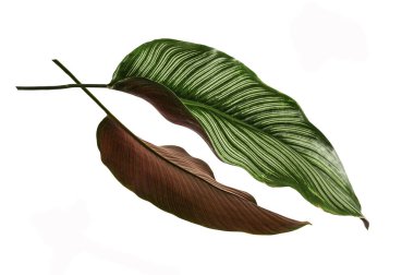 Calathea ornata yaprakları beyaz arkaplanda yalıtılmış.