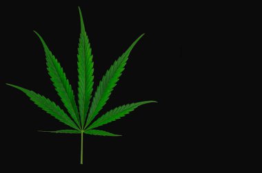 Esrar siyah arka plan üzerine bırakır.