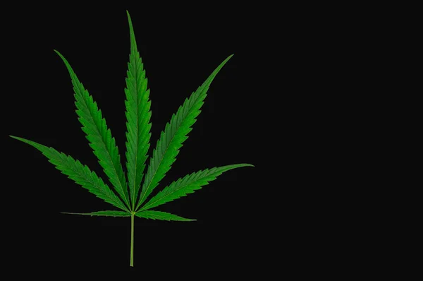 Marihuana Verlaat Zwarte Achtergrond — Stockfoto