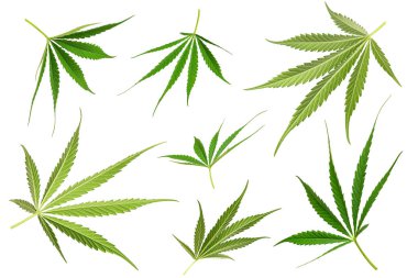 Beyaz arkaplanda izole edilmiş marihuana yaprakları