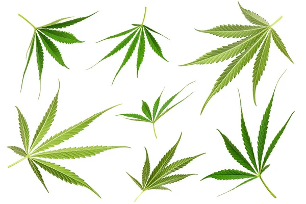 Set Van Marihuana Bladeren Geïsoleerd Witte Achtergrond — Stockfoto