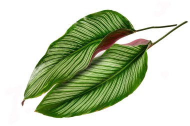 Calathea ornata yaprakları beyaz arkaplanda yalıtılmış.