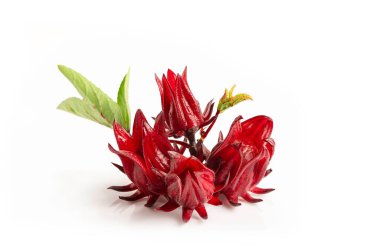 Taze roselle hibiscus bitkisi, Jamaika soreli, hibiscus sabdariffa Linn beyaz arka planda izole edilmiş.