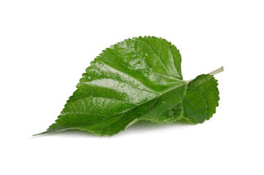 Beyaz zemin üzerinde su damlayan tropikal yeşil yapraklar