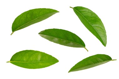 Beyaz arkaplanda izole edilmiş tropik yeşil yapraklar kümesi