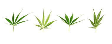 Beyaz arkaplanda izole edilmiş marihuana yaprakları