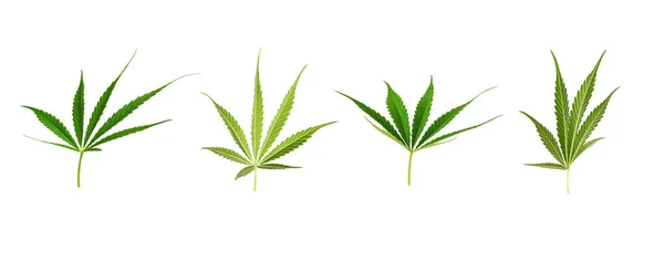 Sada Marihuany Listy Izolované Bílém Pozadí — Stock fotografie