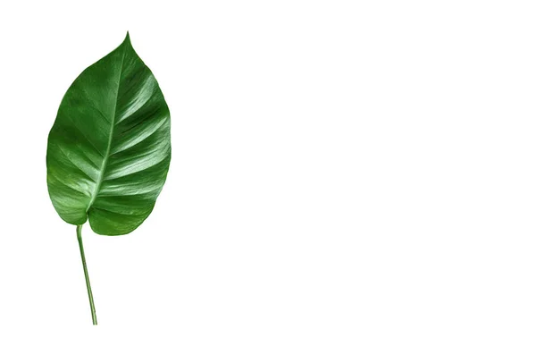 熱帯緑のレベル 白い背景に隔離された葉 — ストック写真