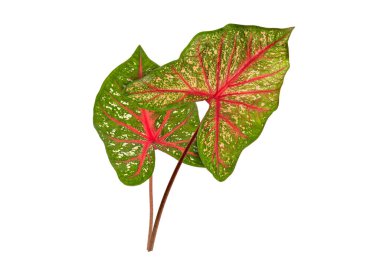 Beyaz arkaplanda izole edilmiş Caladium bicolor yaprakları