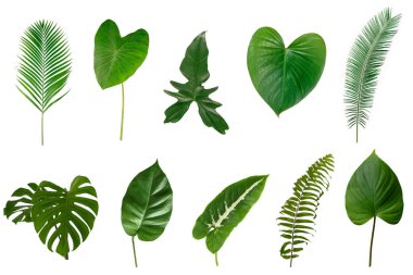 Tropikal yapraklar beyaz arkaplanda izole edilmiş.